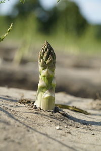 Close-up of ice cream cone on road