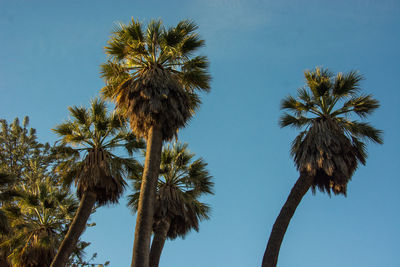 Low angle view of palm trees against clear blue sky