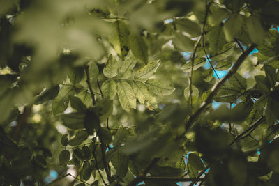 Close-up of leaves on tree
