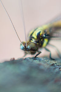 Close-up of fly