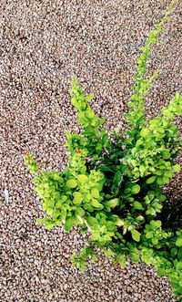 Close-up of fresh green plant