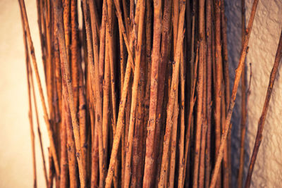 Close-up of dry plant stems against wall