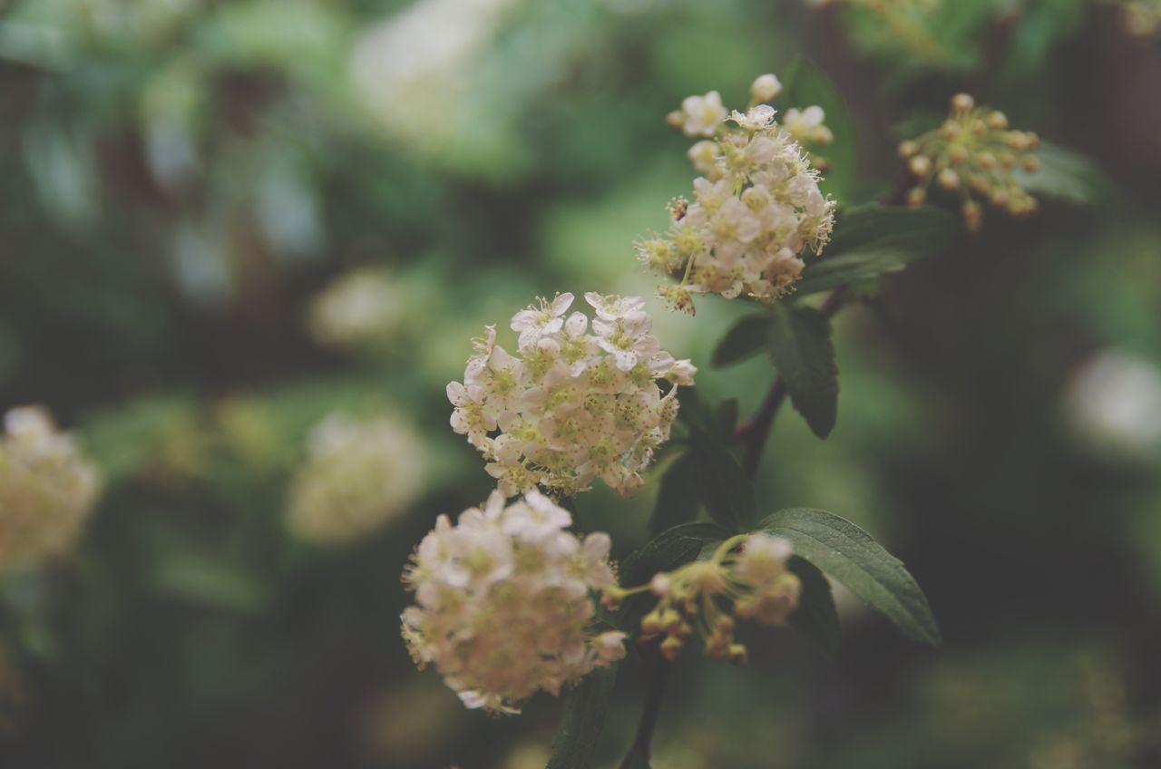 growth, nature, beauty in nature, close-up, fragility, freshness, flower, no people, day, outdoors