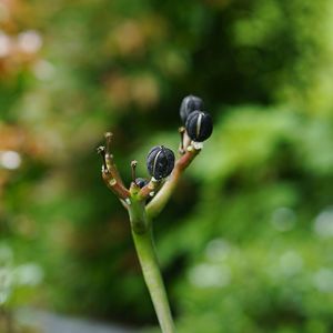 Close-up of insect on plant