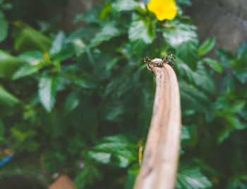 Close-up of insect on plant