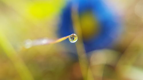 Close-up of water drop on leaf