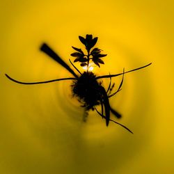 Close-up of insect on yellow flower