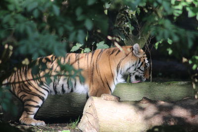 Cat sitting in a zoo