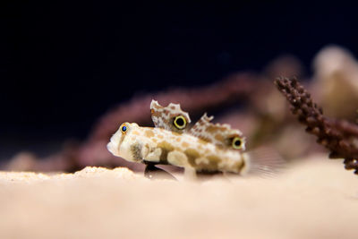 Close-up of fish swimming in sea