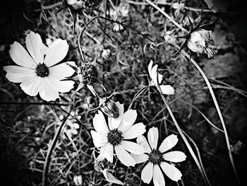 Close-up of flowers blooming outdoors