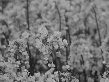 Close-up of flowers blooming on tree