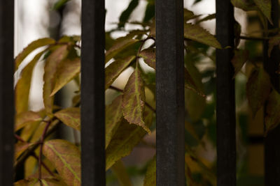 Close-up of fresh green plant