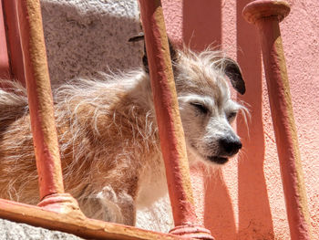 Close-up of a dog sleeping
