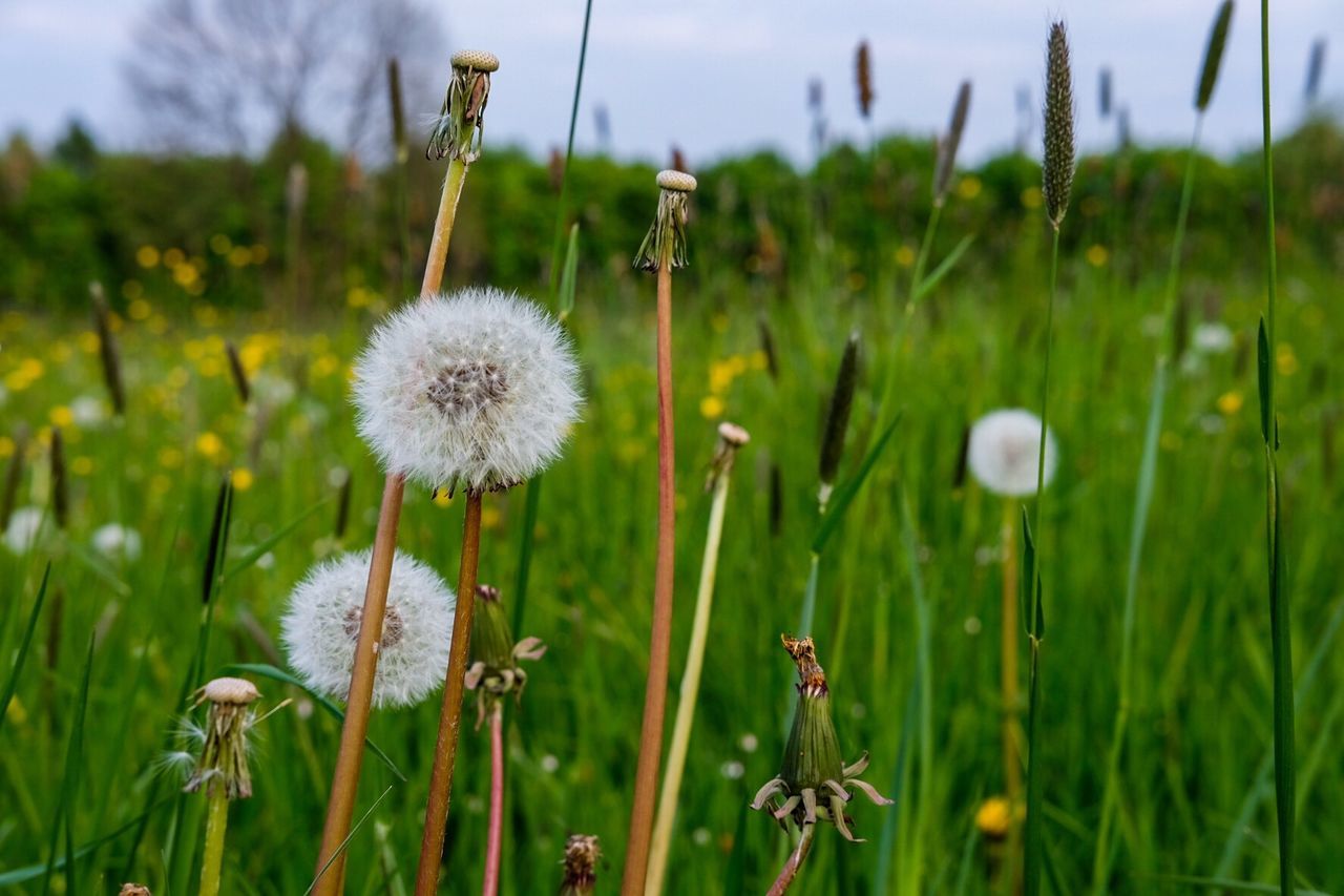 plant, growth, flower, flowering plant, fragility, vulnerability, freshness, close-up, field, beauty in nature, dandelion, nature, focus on foreground, land, no people, inflorescence, day, flower head, grass, white color, outdoors, softness, dandelion seed