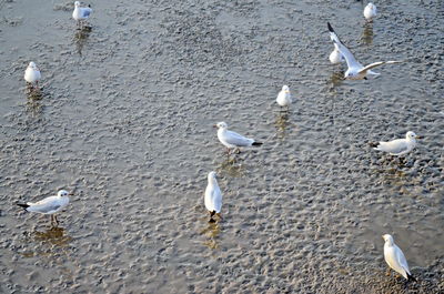 High angle view of seagulls on beach