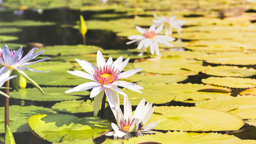 Close-up of lotus water lily in pond