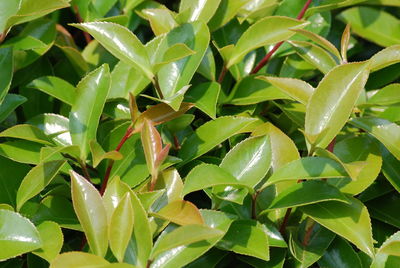 Full frame shot of green leaves