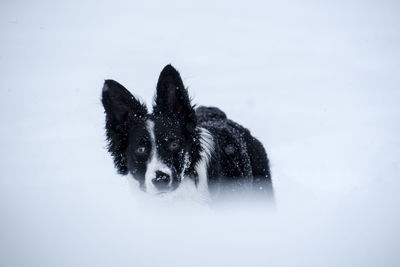 Close-up of a dog on snow covered field