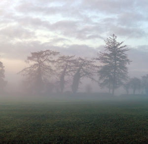 Trees on field against sky