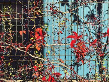 Close-up of red flowers on tree