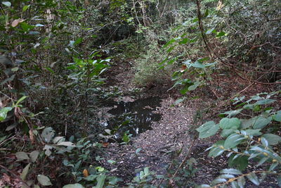 High angle view of flowering trees in forest