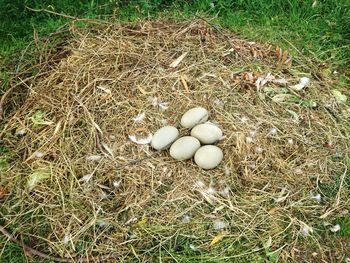 High angle view of eggs in field