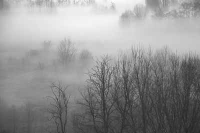 Bare trees against sky in foggy weather