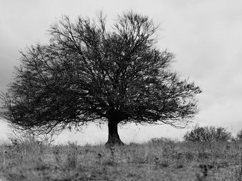 Bare tree on field against sky