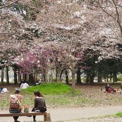 Rear view of girl sitting on bench in park