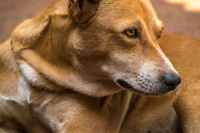 Close-up of dog