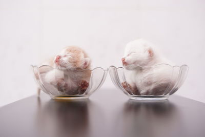 White cat in drinking glass