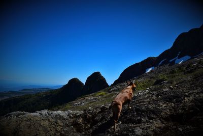 Horse on mountain against clear blue sky