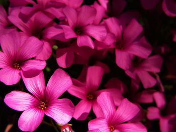 Close-up of pink flowering plants in park