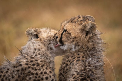 Close-up of cheetah cubs on field