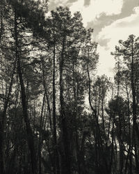 Low angle view of trees against sky