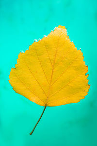 Close-up of yellow maple leaf against blue sky