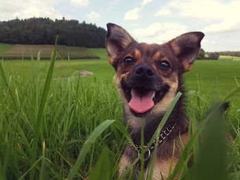 Portrait of dog sticking out tongue on grass