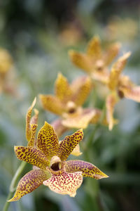 Close-up of yellow flowering plant