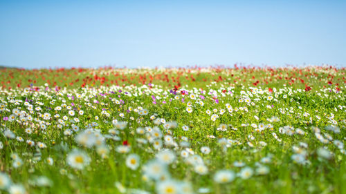 Plants growing on field against clear sky