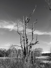 Bare tree on landscape against sky