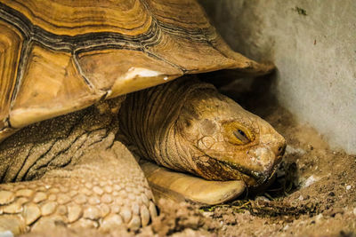 Close-up of a turtle