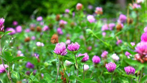 Close-up of pink flowering plants