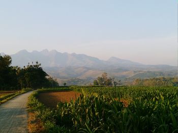 Scenic view of field against clear sky