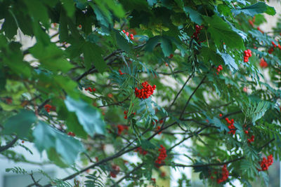 Red flowers on tree