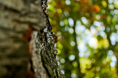 Close-up of insect on tree trunk