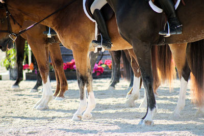 Low section of horses