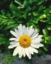 Close-up of white daisy