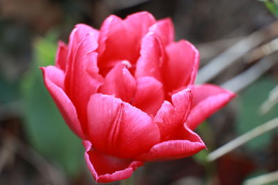 Close-up of pink rose