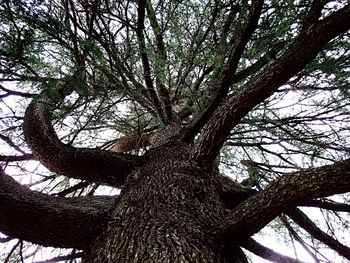 Low angle view of cedar tree