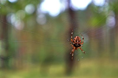 Close-up of spider on web